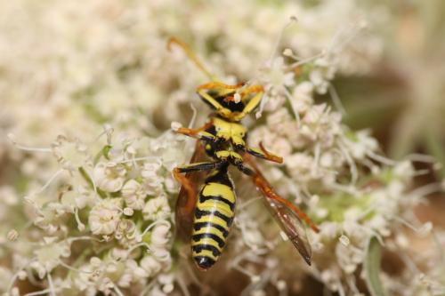 Réf. 296 617 : Polistes associus